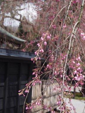 kiraz çiçekleri çiçek kakunodate Japonya