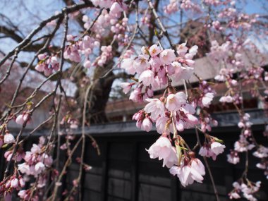 kiraz çiçekleri çiçek kakunodate Japonya