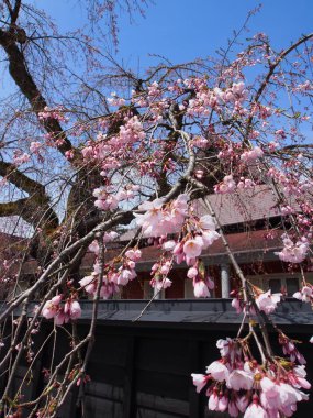 kiraz çiçekleri çiçek kakunodate Japonya