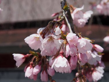 kiraz çiçekleri çiçek kakunodate Japonya