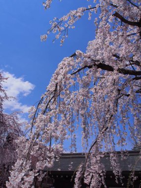 kiraz çiçekleri çiçek kakunodate Japonya