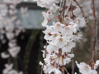kiraz çiçekleri çiçek kakunodate Japonya