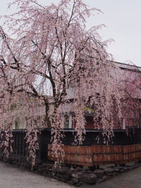 kiraz çiçekleri çiçek kakunodate Japonya