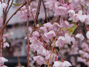 kiraz çiçekleri çiçek kakunodate Japonya