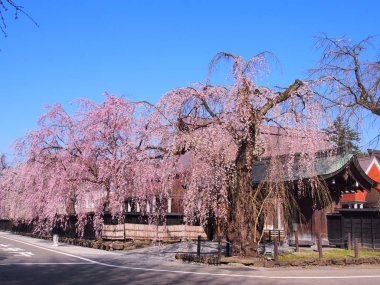 kiraz çiçekleri çiçek kakunodate Japonya