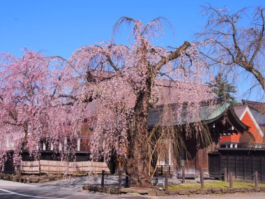 kiraz çiçekleri çiçek kakunodate Japonya