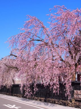 kiraz çiçekleri çiçek kakunodate Japonya