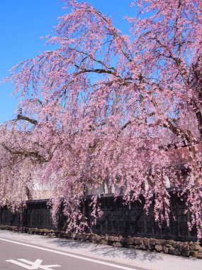kiraz çiçekleri çiçek kakunodate Japonya