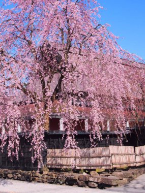 kiraz çiçekleri çiçek kakunodate Japonya