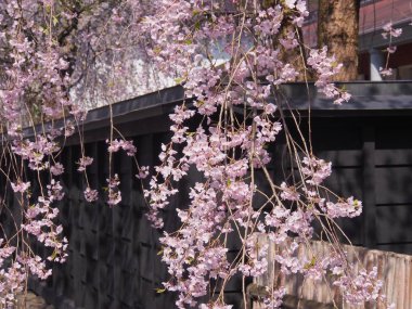 cherry blossoms flower kakunodate japan clipart