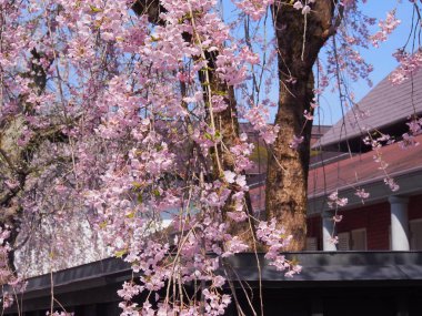 kiraz çiçekleri çiçek kakunodate Japonya