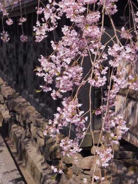 kiraz çiçekleri çiçek kakunodate Japonya