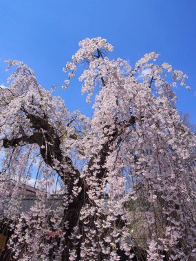 kiraz çiçekleri çiçek kakunodate Japonya