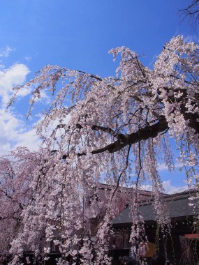 kiraz çiçekleri çiçek kakunodate Japonya