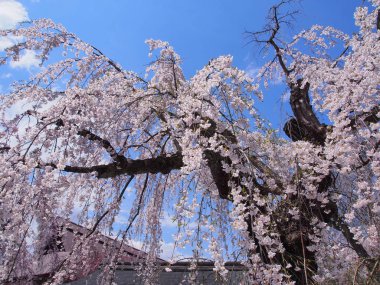 kiraz çiçekleri çiçek kakunodate Japonya