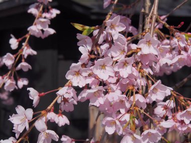 kiraz çiçekleri çiçek kakunodate Japonya