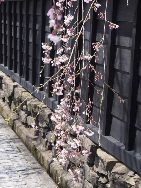 kiraz çiçekleri çiçek kakunodate Japonya