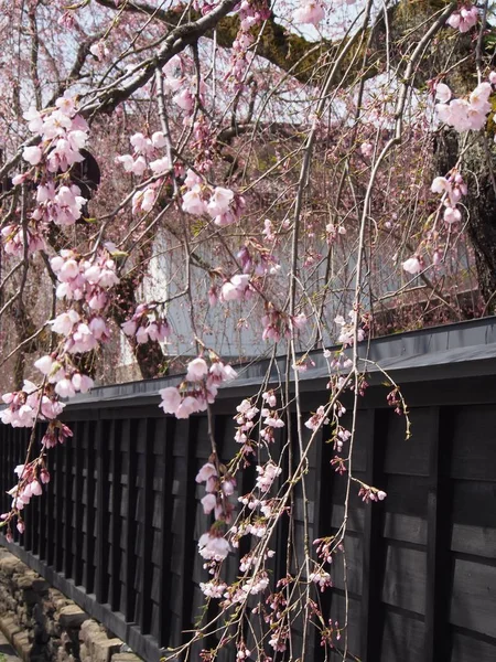 kiraz çiçekleri çiçek kakunodate Japonya