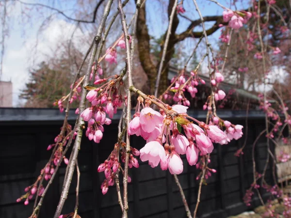 Cherry Blossoms Flower Kakunodate Japan — Stock Photo, Image