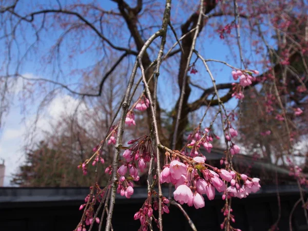 Cherry Blossoms Flower Kakunodate Japan — Stock Photo, Image