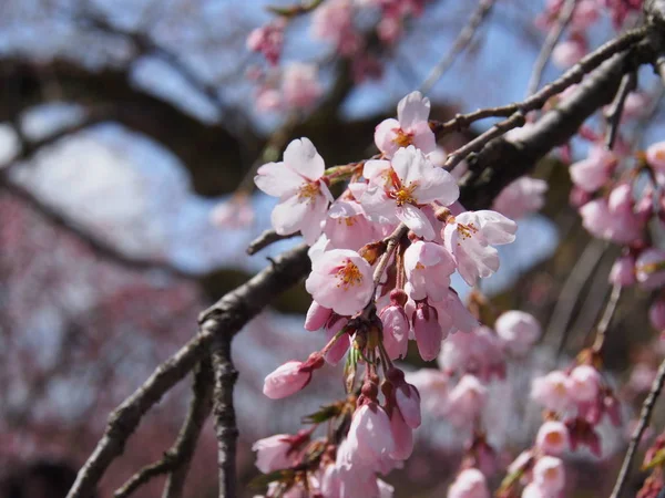 kiraz çiçekleri çiçek kakunodate Japonya
