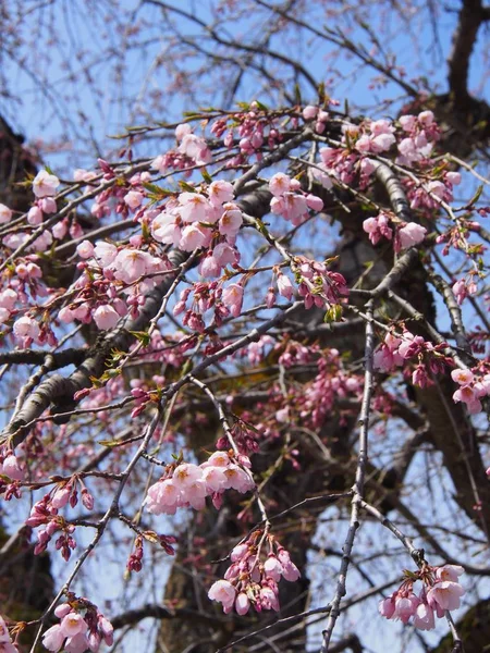 Cherry Blossoms Flower Kakunodate Japan — Stock Photo, Image