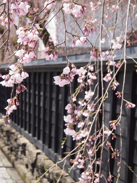 kiraz çiçekleri çiçek kakunodate Japonya