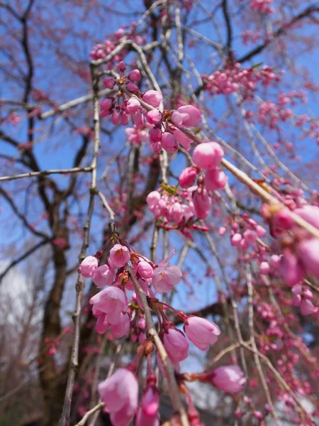 Вишневі Квіти Квітка Какунате Японія — стокове фото
