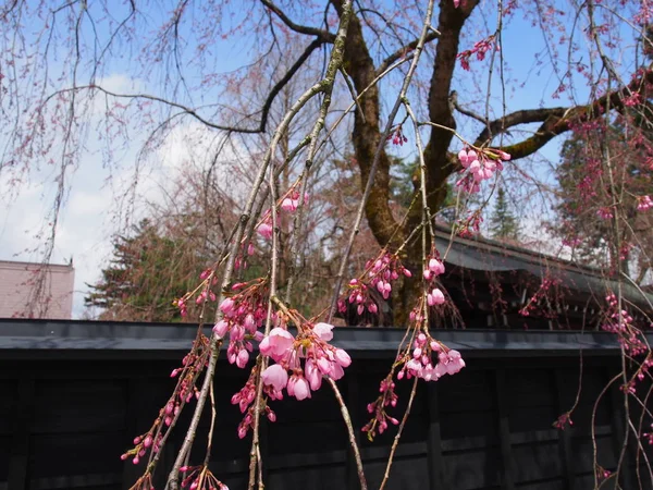 kiraz çiçekleri çiçek kakunodate Japonya
