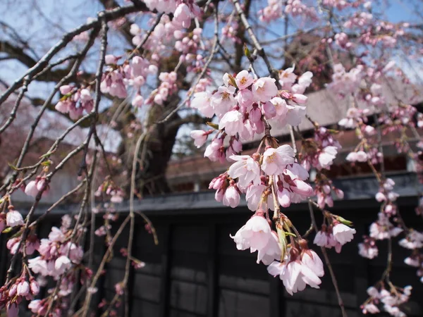 kiraz çiçekleri çiçek kakunodate Japonya