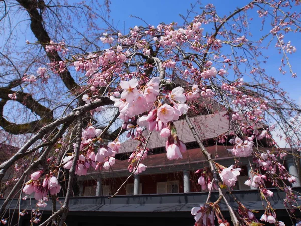 kiraz çiçekleri çiçek kakunodate Japonya