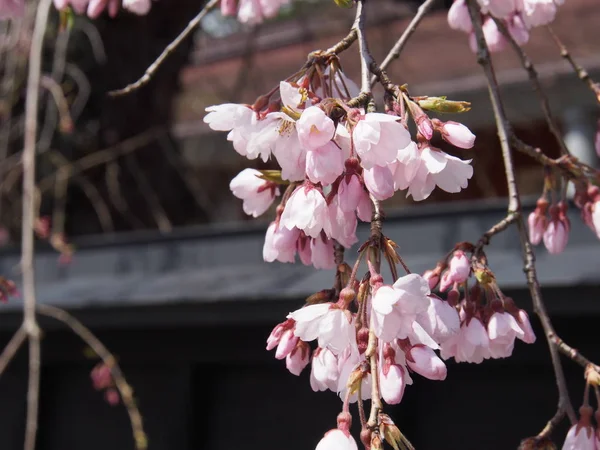 kiraz çiçekleri çiçek kakunodate Japonya