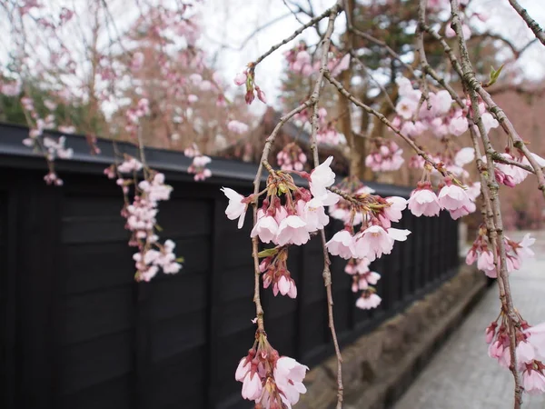kiraz çiçekleri çiçek kakunodate Japonya