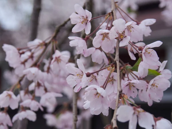 kiraz çiçekleri çiçek kakunodate Japonya