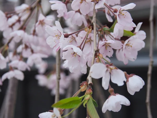 Cherry Blossoms Flower Kakunodate Japan — Stock Photo, Image