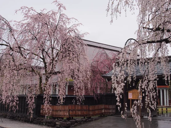 kiraz çiçekleri çiçek kakunodate Japonya