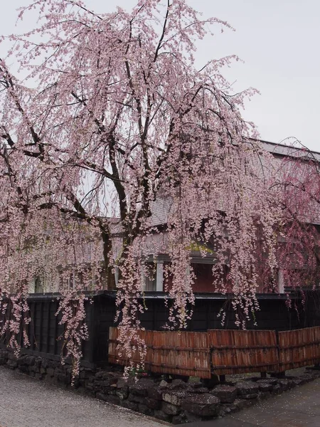 kiraz çiçekleri çiçek kakunodate Japonya