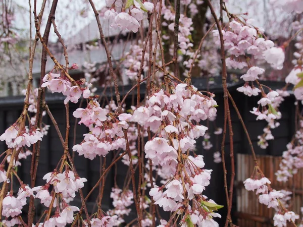 Cherry Blossoms Flower Kakunodate Japan — Stock Photo, Image