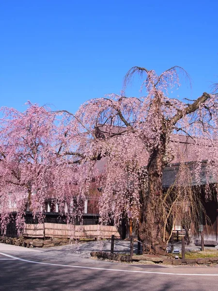 Ανθισμένες Κερασιές Ανθίζουν Kakunodate Ιαπωνία — Φωτογραφία Αρχείου