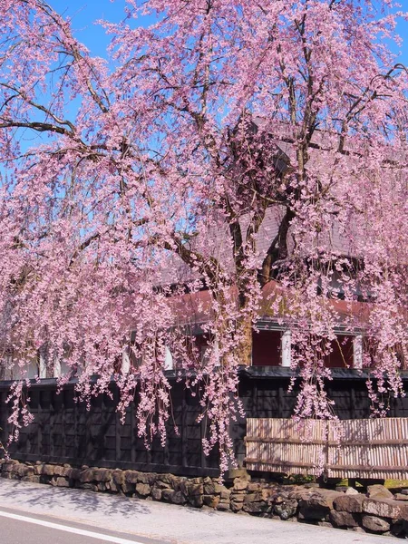 kiraz çiçekleri çiçek kakunodate Japonya