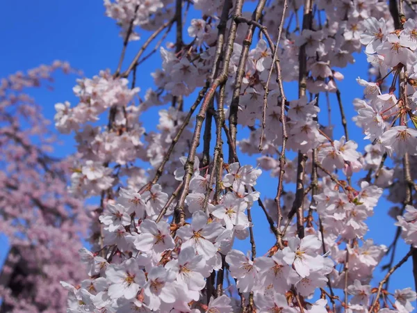 Cherry Blossoms Flower Kakunodate Japan — Stock Photo, Image