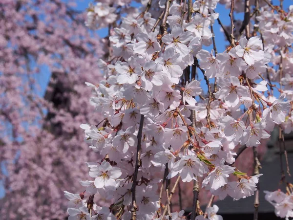 Cherry Blossoms Flower Kakunodate Japan — Stock Photo, Image