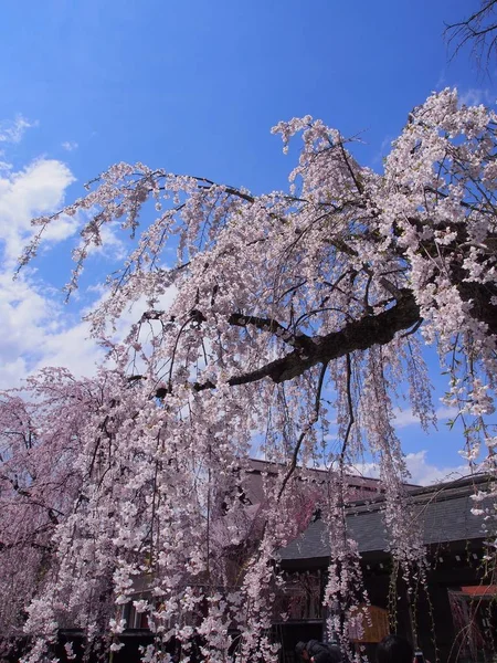 kiraz çiçekleri çiçek kakunodate Japonya