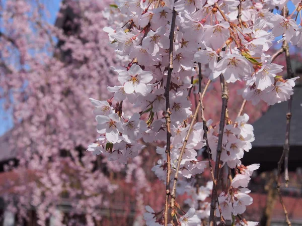 kiraz çiçekleri çiçek kakunodate Japonya