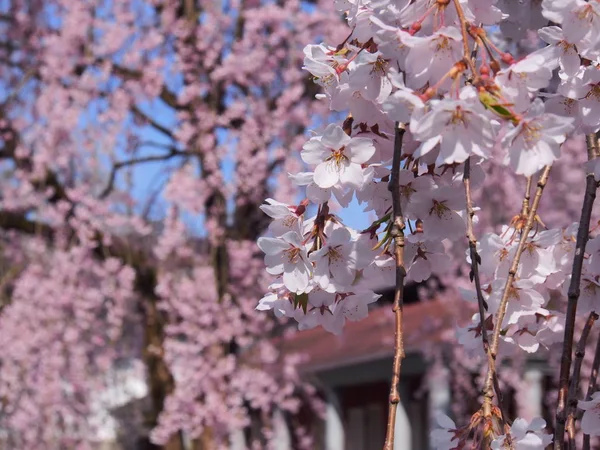 Cherry Blossoms Flower Kakunodate Japan — Stock Photo, Image