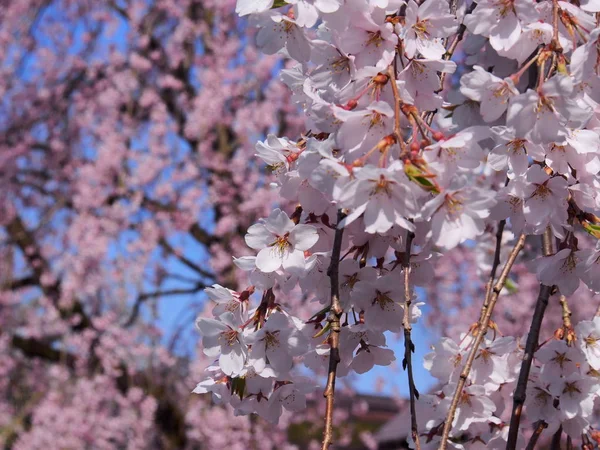 Cherry Blossoms Flower Kakunodate Japan — Stock Photo, Image