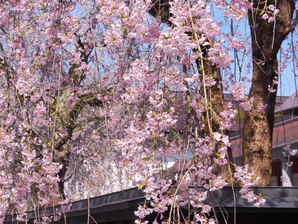 kiraz çiçekleri çiçek kakunodate Japonya