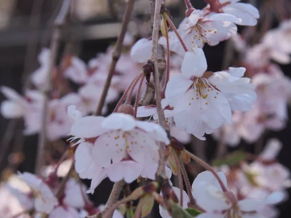 Cherry Blossoms Flower Kakunodate Japan — Stock Photo, Image