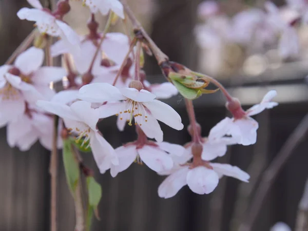 Fleurs Cerisier Fleur Kakunodate Japon — Photo