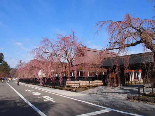 桜の花角館日本 ストック写真